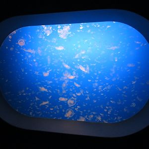 Moon Jelly Display
