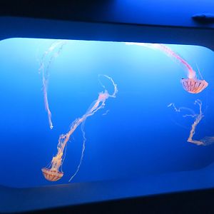 Purple-striped Jelly Display