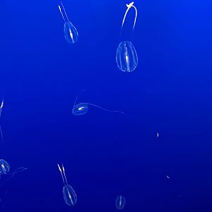 Sea Gooseberry