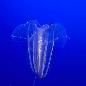 Spotted Comb Jelly