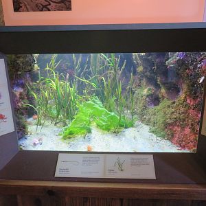 Tidal Marsh Tank