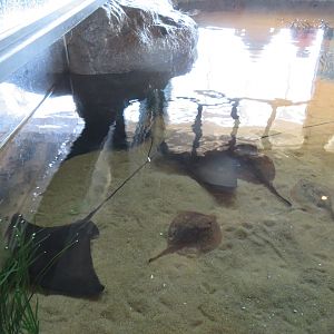 Tidal Touch Tank