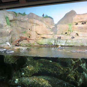 Mixed Seabird Exhibit