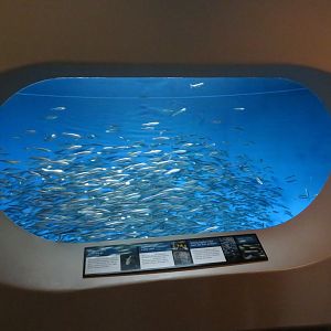 Northern Anchovy Display