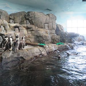 African Penguin Exhibit