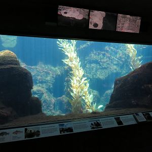 Sea Otter & Fish Tank