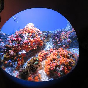 Banggai Cardinalfish Tank