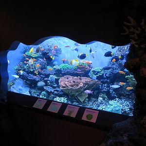 Mixed Reef Tank