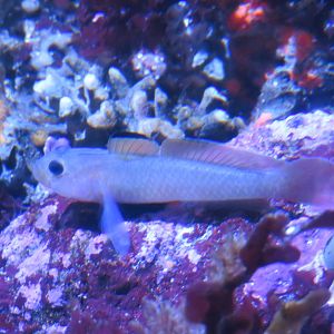Blackeye Goby
