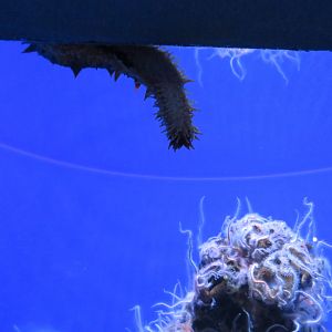 Sea Cucumber