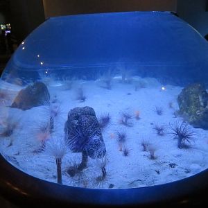 Tube Anemone Display