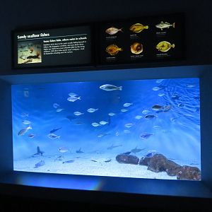 Sandy Seafloor Mixed Tank