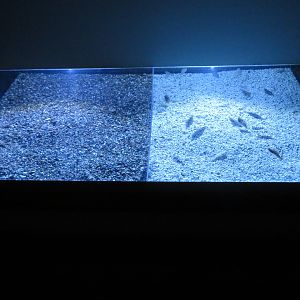 Sanddab Camouflage Display