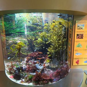 Mixed Kelp Forest Tank