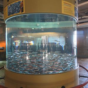 Northern Anchovy Display