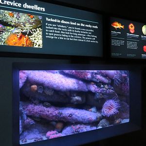 Crevice Dweller Mixed Display
