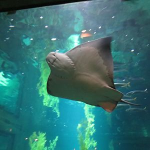 Bat Ray