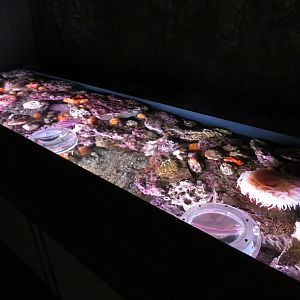 Open-topped Invert Display