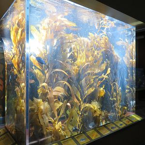 Mixed Seaweed Fish Tank