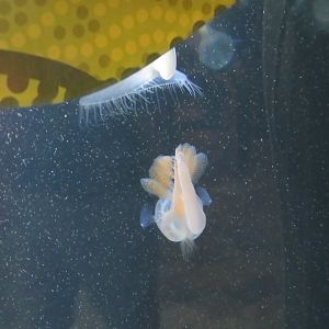 Lion's Mane Sea Slug