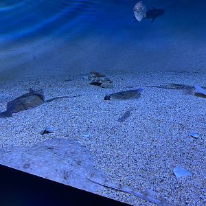 Mixed Sandfloor Fish