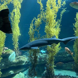 Broadnose Sevengill Shark