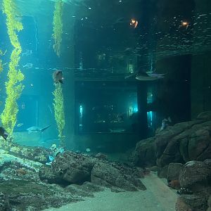 Monterey Bay Tank