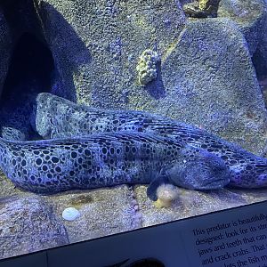 Wolf Eels