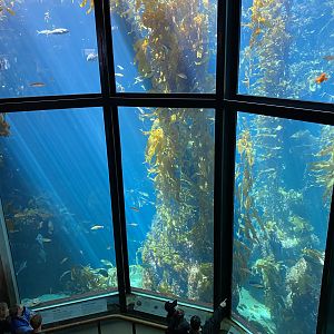 Kelp Forest Tank