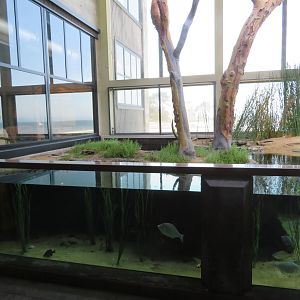 Seabird Aviary Tank