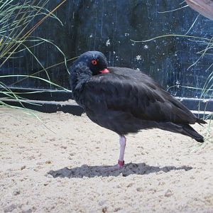 Black Oystercatcher