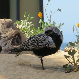 Black-bellied Plover