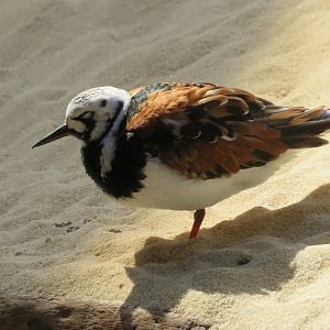 Ruddy Turnstone