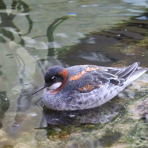 Red-necked Phalarope