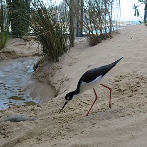 Black-necked Stilt