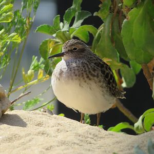 Least Sandpiper