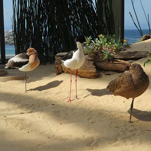 Avocet, Stilt, and Godwit