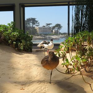 Avocet, Stilt, and Godwit