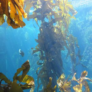 Kelp Forest