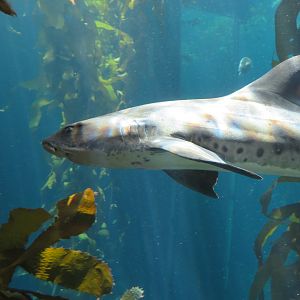 Leopard Shark