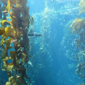 Kelp Forest