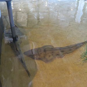 Shovelnose Guitarfish