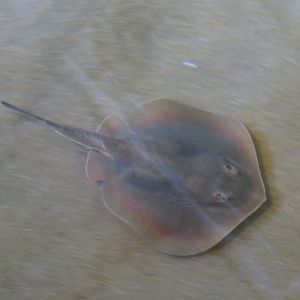 Round Stingray