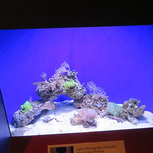 Caribbean Reef Octopus Tank