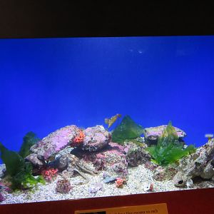 Two-spot Octopus Tank