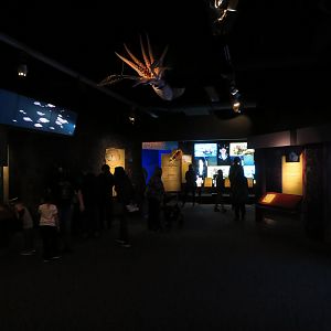 Tentacles Exhibit