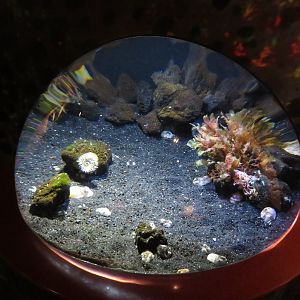 Striped Pyjama Squid Tank