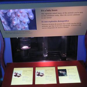 Cephalopod Propagation Display