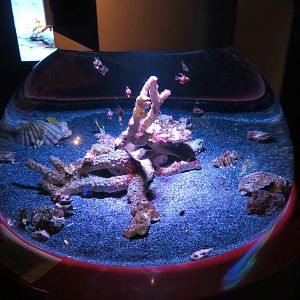 Flamboyant Cuttlefish Tank