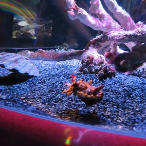 Flamboyant Cuttlefish